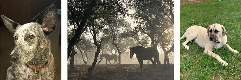 Two Dogs and Two Horses